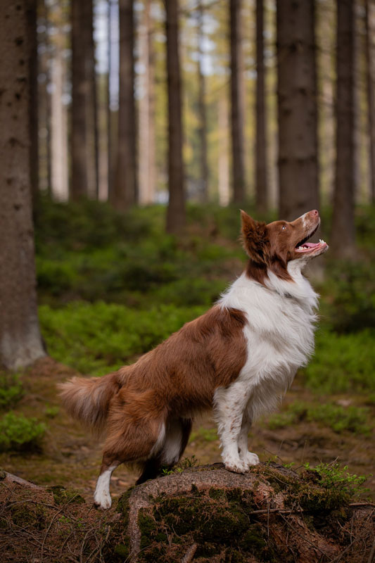 Pies Border Collie w lesie